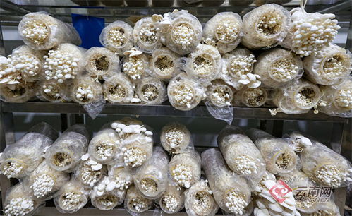 中菌白金針1號 云南自主知識產權金針菇新品種通過鑒定，助力食用菌菌種進出口發展