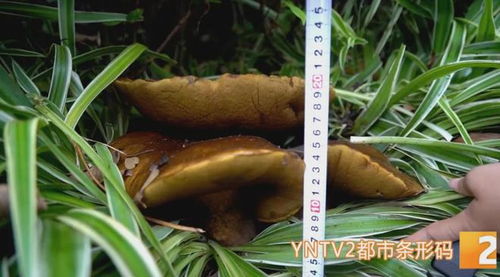 花臺(tái)驚現(xiàn)15公斤巨型牛肝菌，食用菌菌種進(jìn)出口迎來(lái)新機(jī)遇