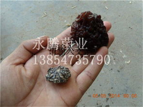 木耳、白木耳與食用菌菌種 從生產(chǎn)到貿(mào)易——以魚(yú)臺(tái)縣永騰榆耳銷售部為例