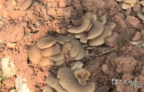 東興區(qū)精準(zhǔn)服務(wù)護(hù)航返鄉(xiāng)入鄉(xiāng)創(chuàng)業(yè)企業(yè)發(fā)展 以食用菌菌種進(jìn)出口專項行動解民憂