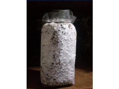 食用菌新秀 茶樹菇菌種的栽培技術與全球貿易現狀