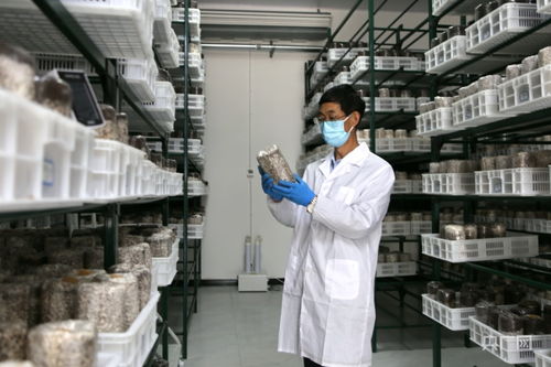 慶陽食用菌基地自主研發液體菌種獲突破，成功實現首次接種