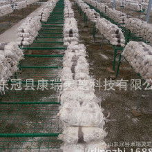 食用菌菌種產業鏈探析 加工價格、批發市場、廠家與進出口貿易