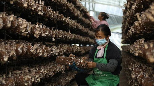 施甸縣創新菌種全產業鏈發展模式 認領、回購、售種與助銷助推食用菌產業國際化